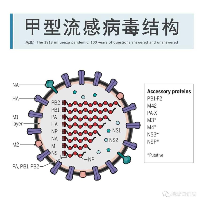 大流感，只是变弱了 | 地球知识局