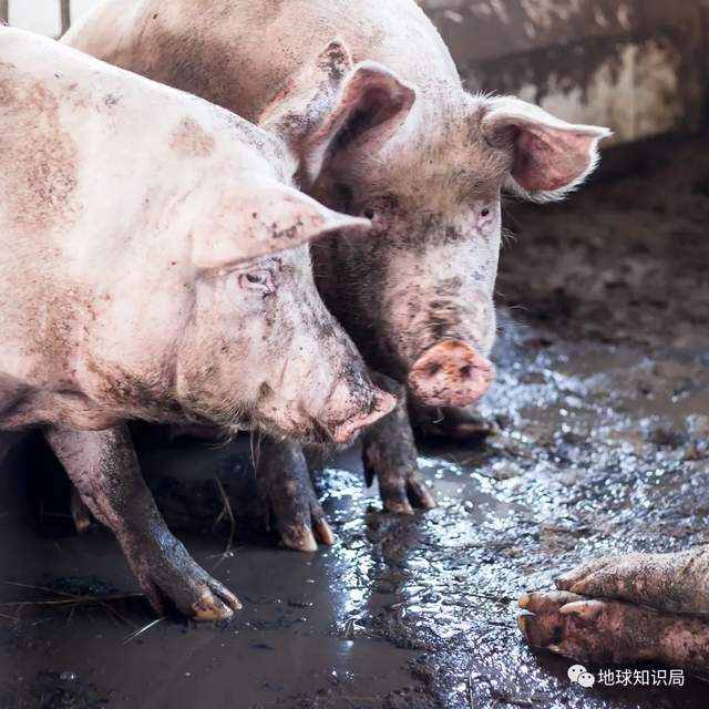 人造肉越来越多，你可能已经无意中吃过了 | 地球知识局