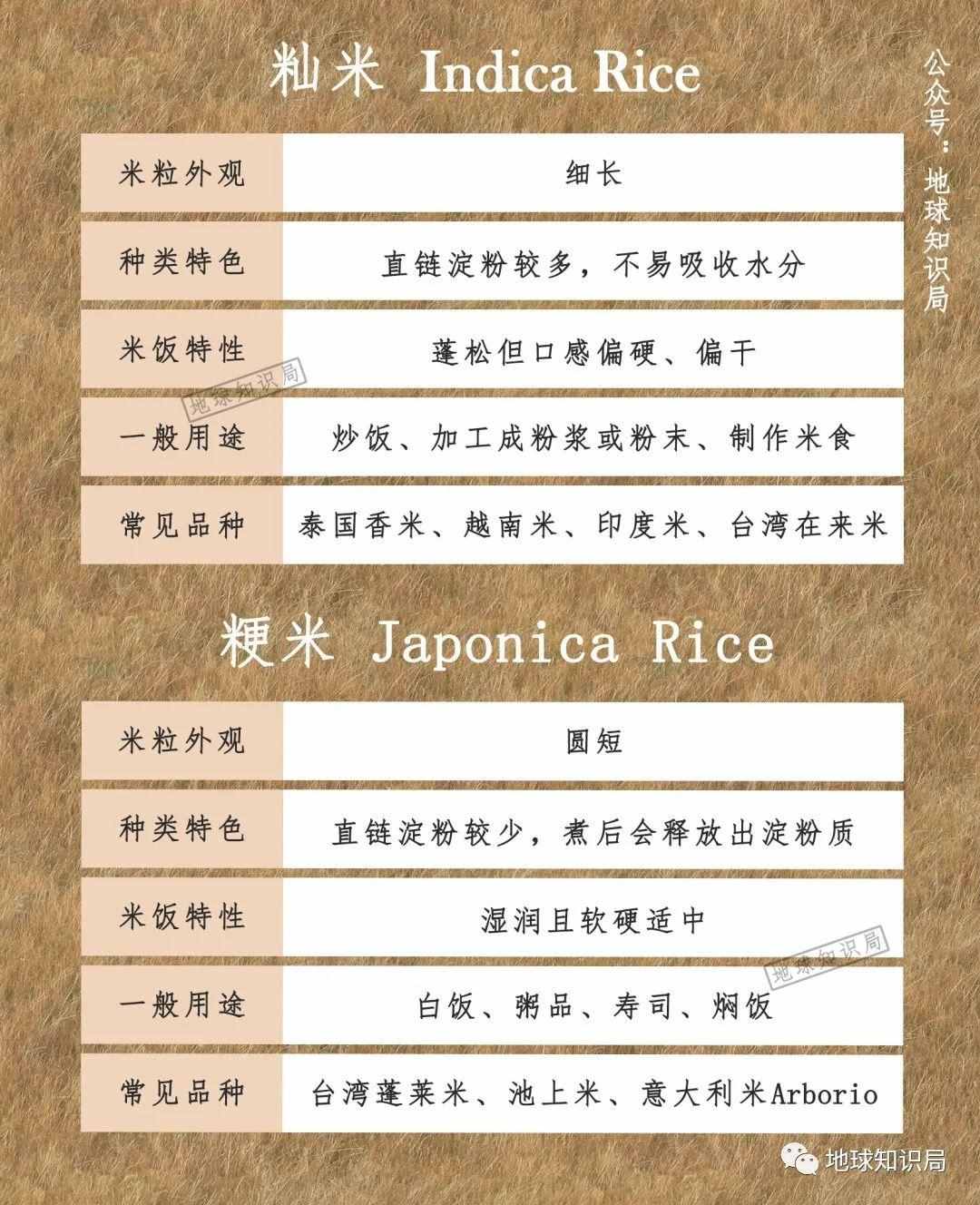 泰国米，从小吃到大 | 地球知识局