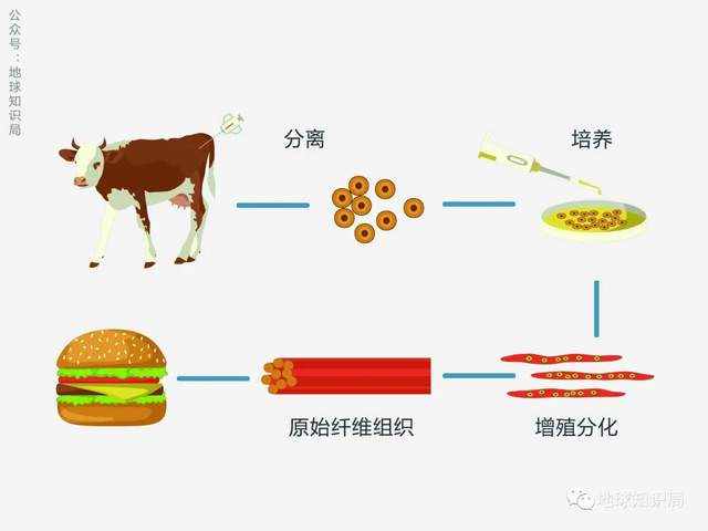 人造肉越来越多，你可能已经无意中吃过了 | 地球知识局