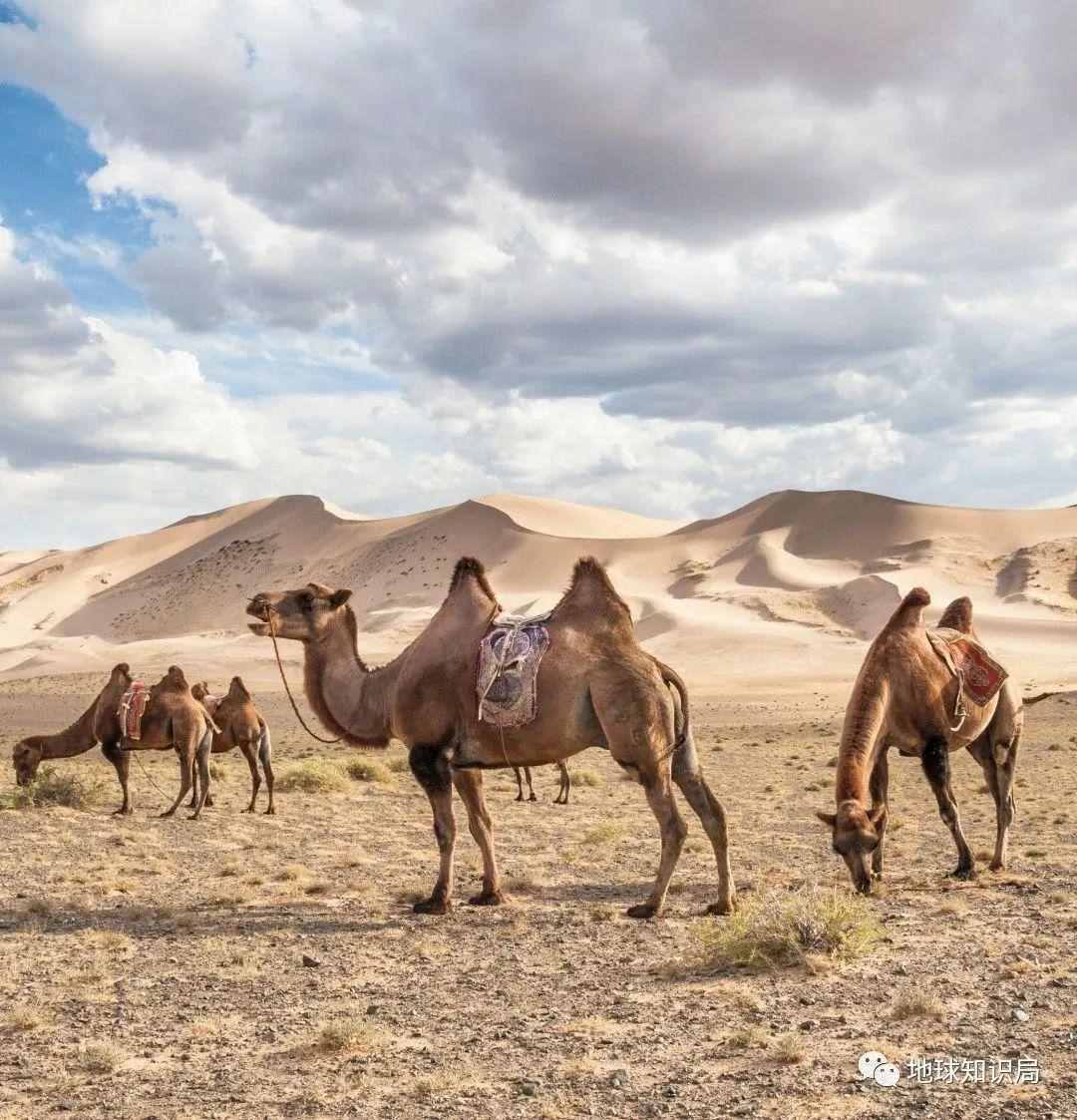 黄了，蒙古国的问题有多严重？| 地球知识局