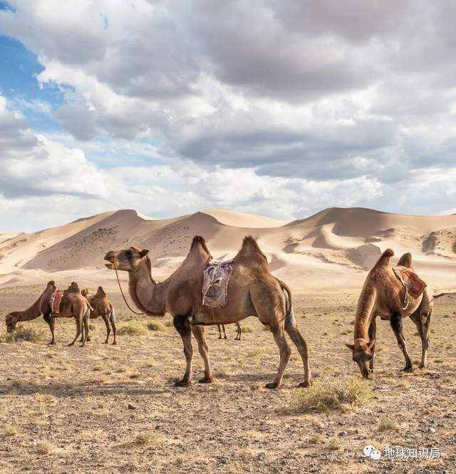 又黄了，蒙古国的问题有多严重 | 地球知识局