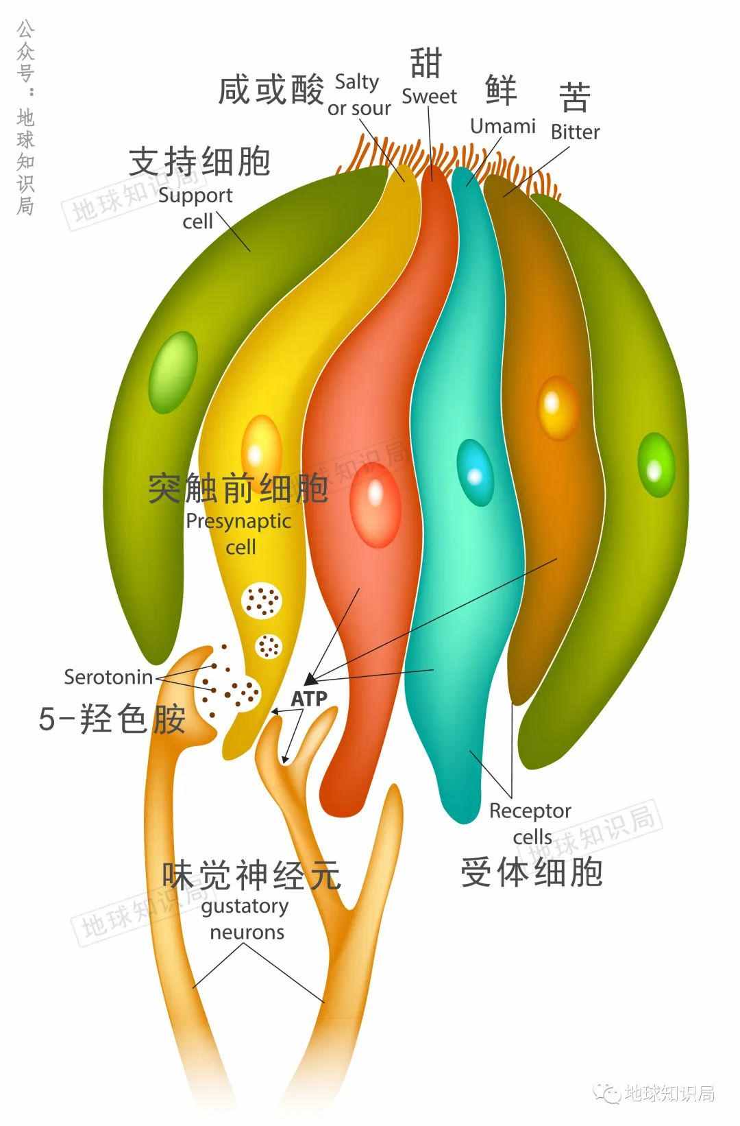 最新消息，吃这种东西可能损害身体 | 地球知识局