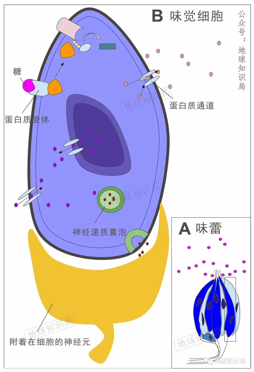 最新消息，吃这种东西可能损害身体 | 地球知识局