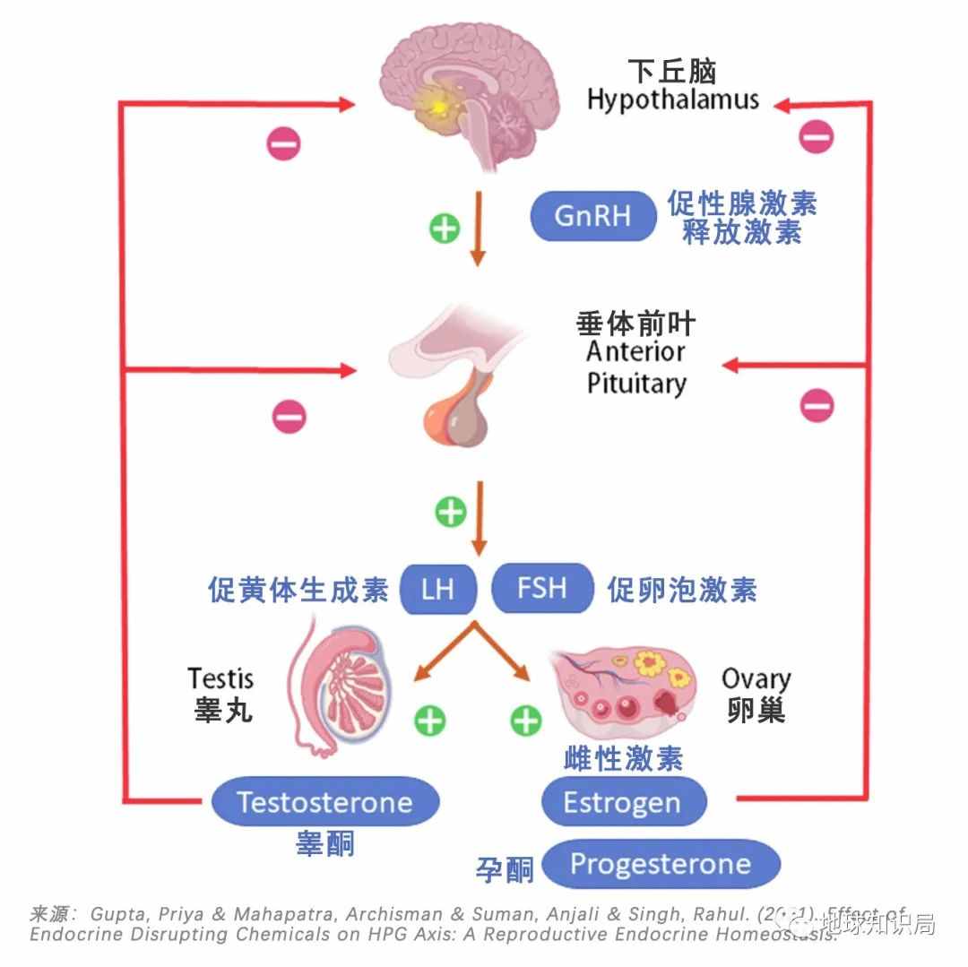 切除子宫的人，越来越多了 | 地球知识局