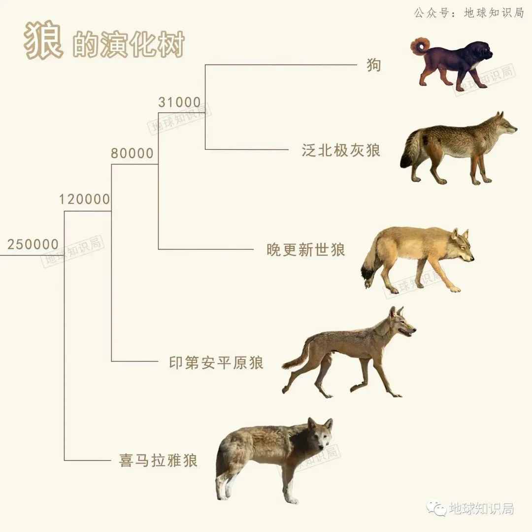 狗子，你太难了 | 地球知识局