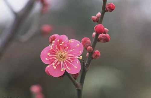 陆游为什么喜欢梅花的原因（陆游一生酷爱梅花）