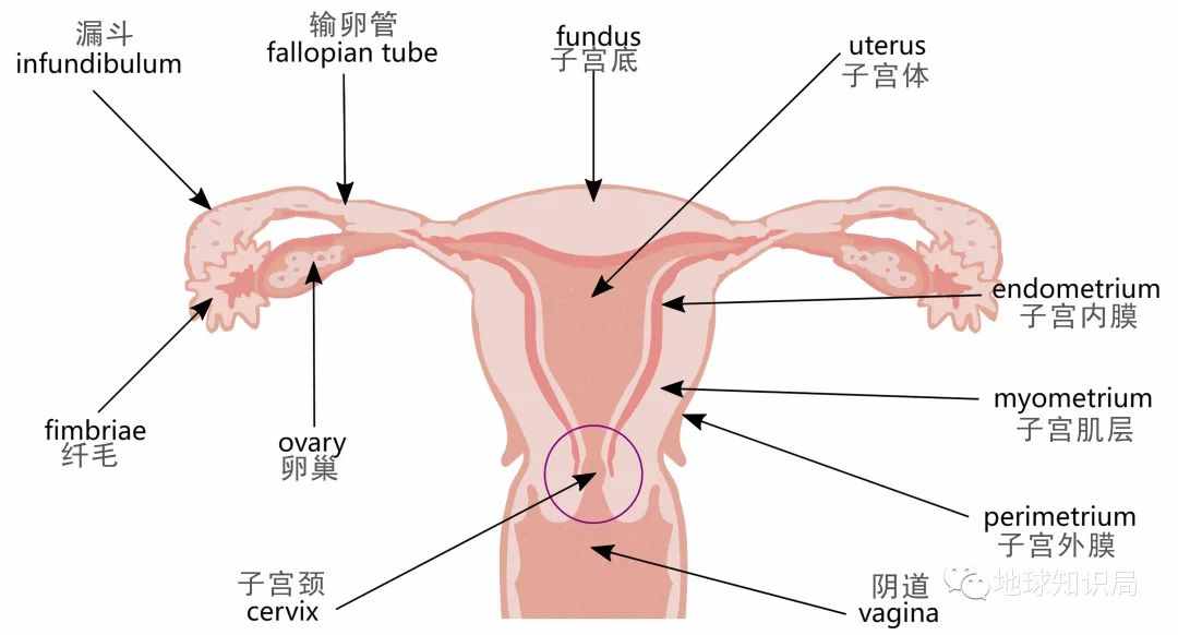 切除子宫的人，越来越多了 | 地球知识局