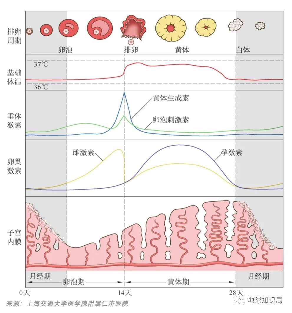 切除子宫的人，越来越多了 | 地球知识局