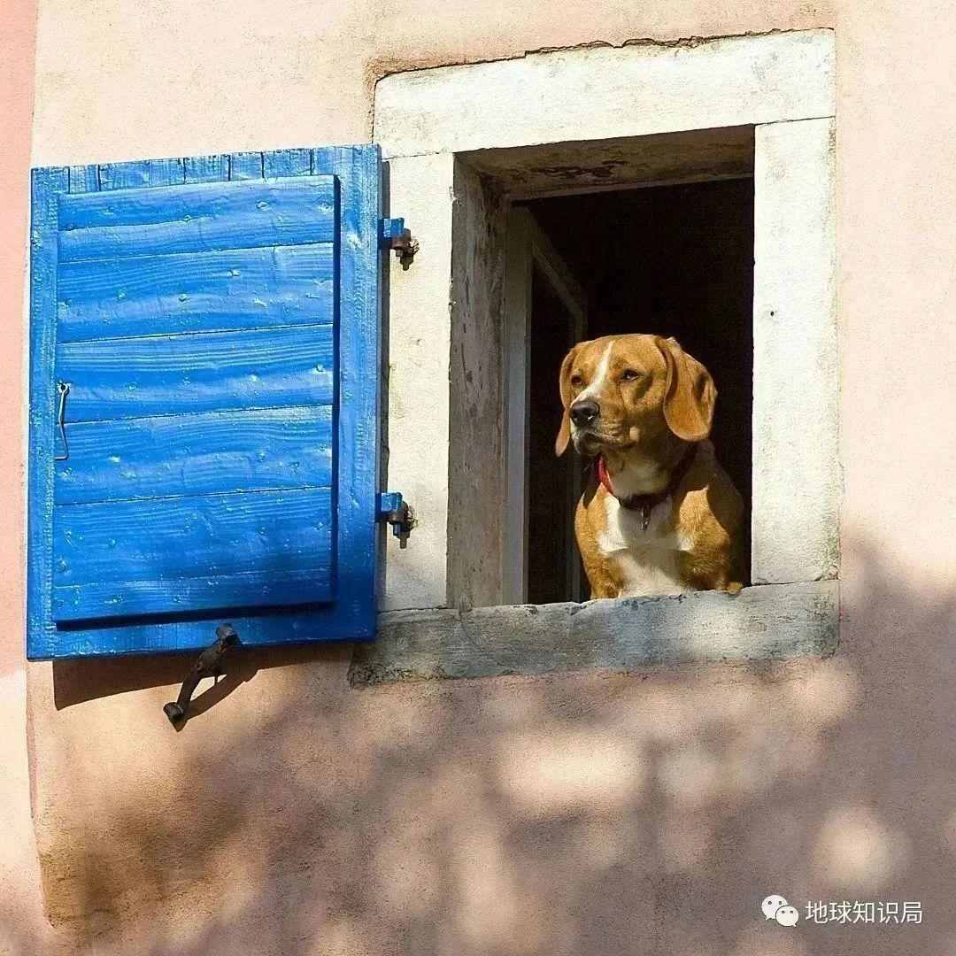 狗子，你太难了 | 地球知识局