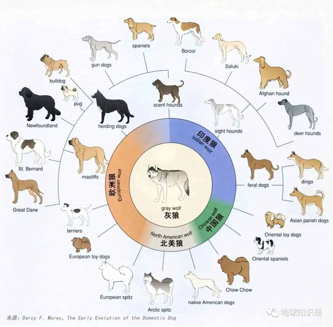 狗子，你太难了 | 地球知识局