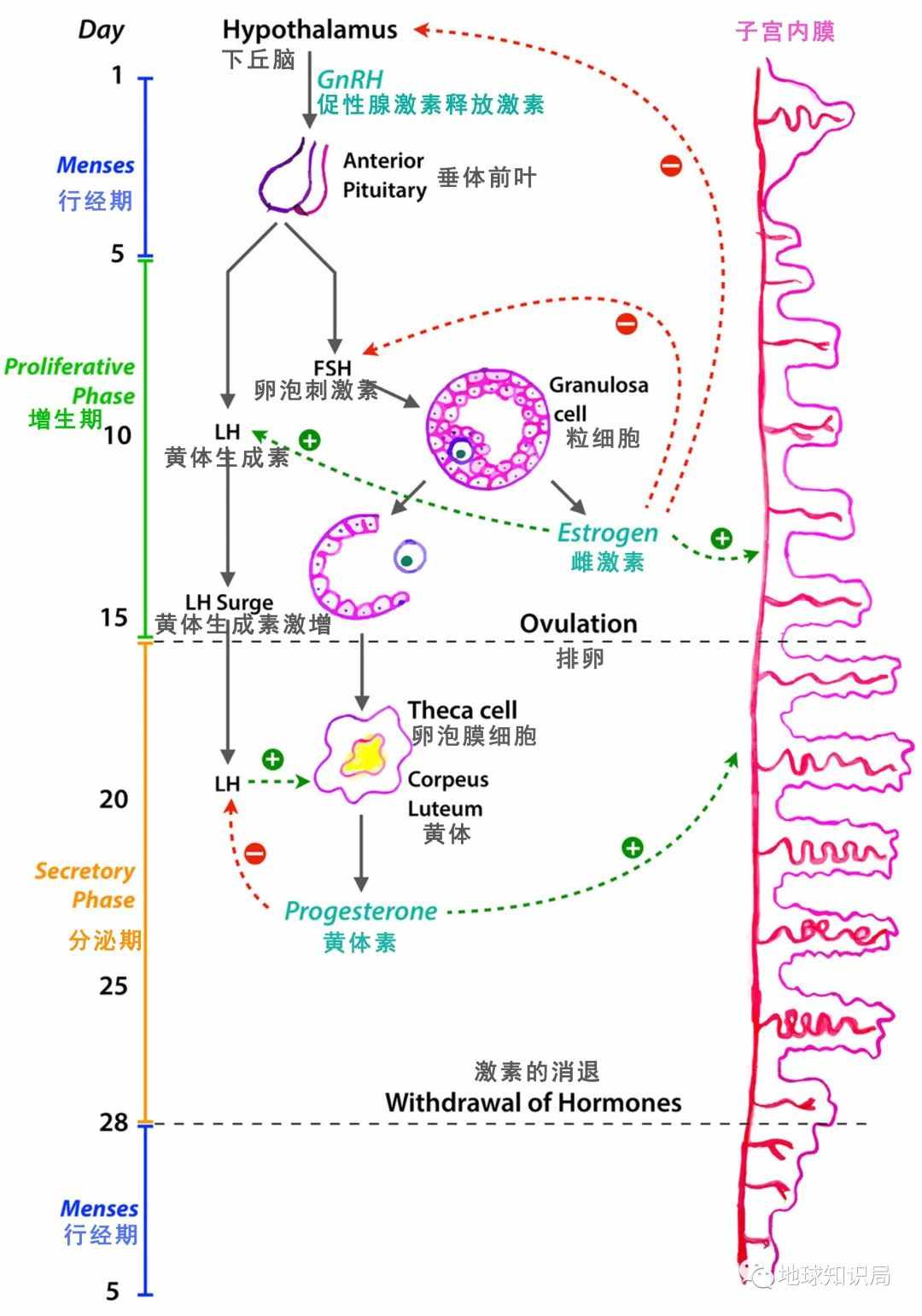 切除子宫的人，越来越多了 | 地球知识局