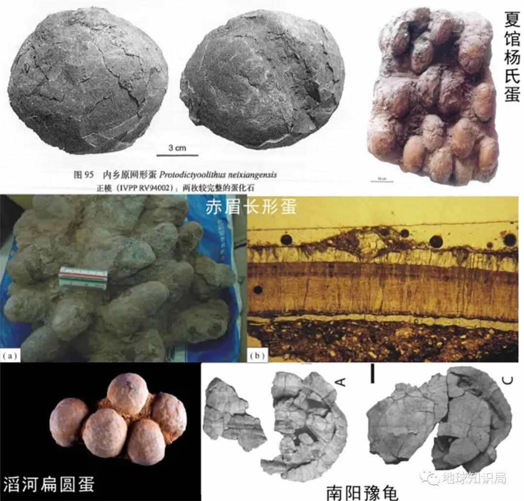 河南发现大宝贝，真中！| 地球知识局