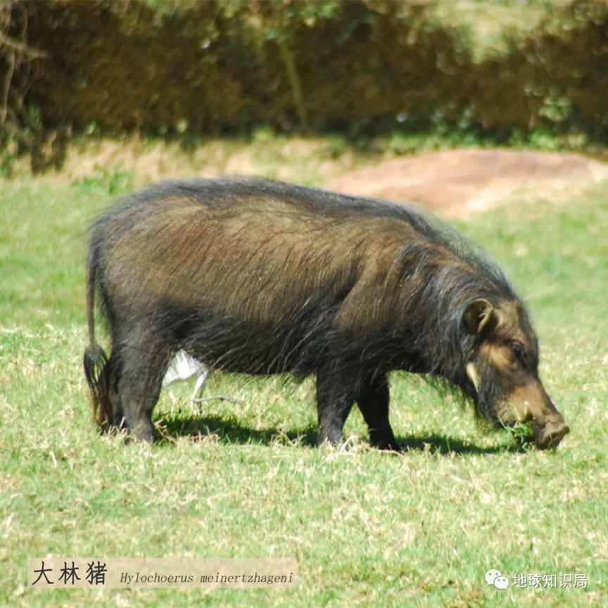 猪，卖肉求生！| 地球知识局