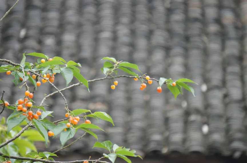 “子在川上曰”的三重境界