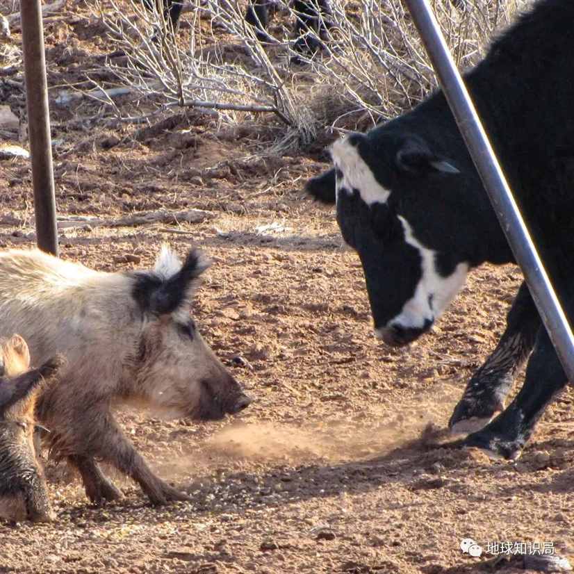 猪，卖肉求生！| 地球知识局