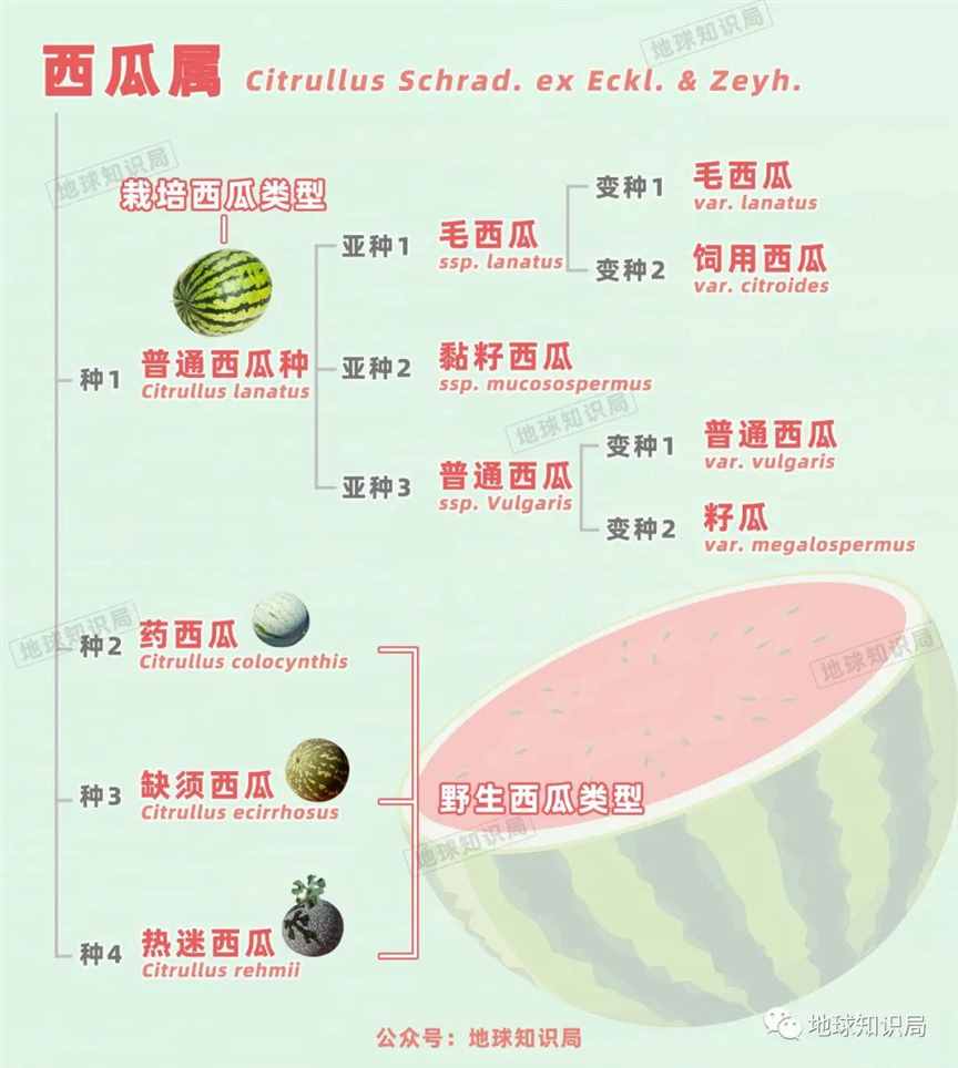 中国，产量吊打全球 | 地球知识局