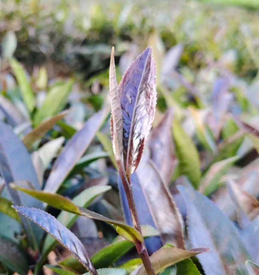 西部大地，超级变化！| 地球知识局