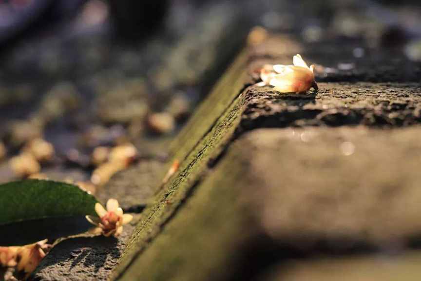 才女“淫词”，死后即焚