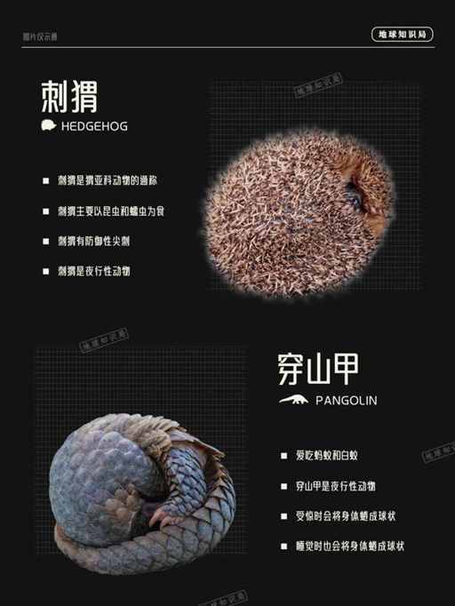 人类不长毛，是为了吸引异性么？| 地球知识局