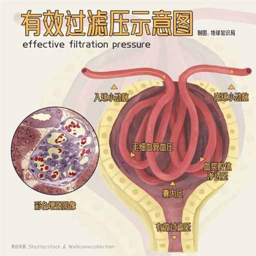 4.7万人，都在等着换腰子 | 地球知识局