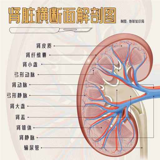4.7万人，都在等着换腰子 | 地球知识局
