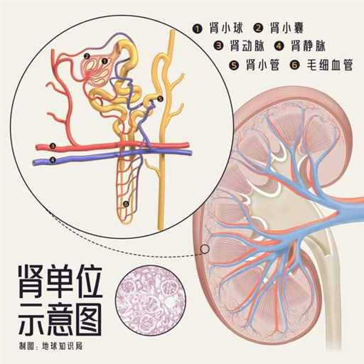 4.7万人，都在等着换腰子 | 地球知识局
