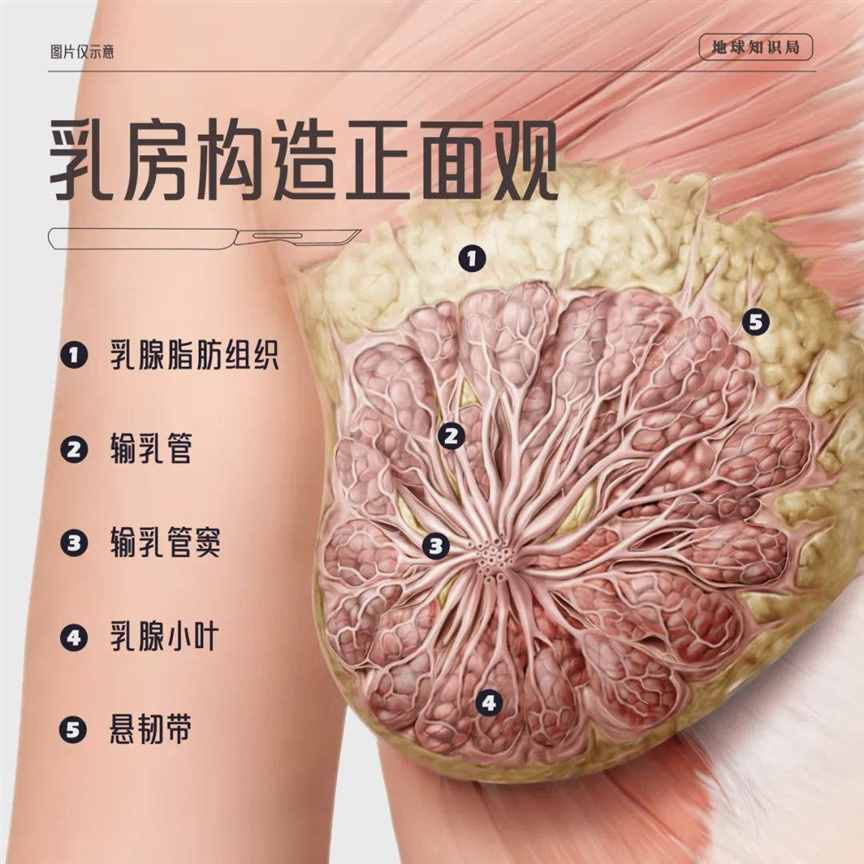 乳房第一杀手，每年两百多万 | 地球知识局