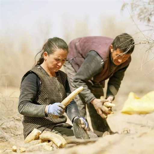 新疆深处，搞了一场特殊的大移民 | 地球知识局