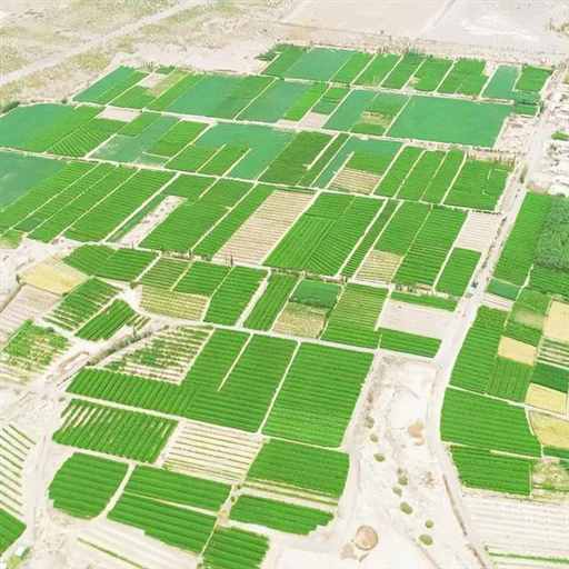 新疆深处，搞了一场特殊的大移民 | 地球知识局