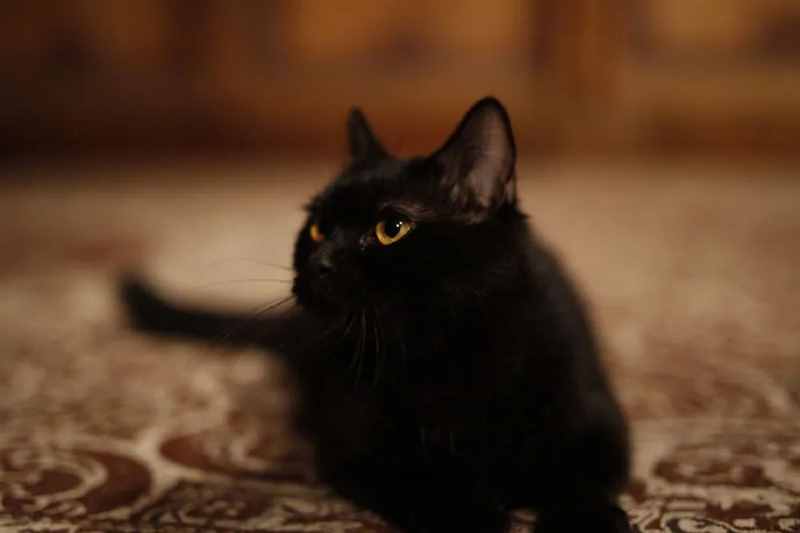 从猫鬼到猫奴：中国撸猫极简史