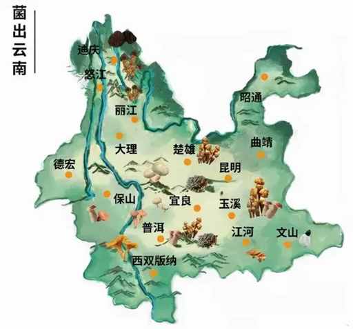 走！去云南采菌子去