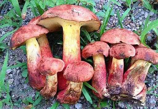 走！去云南采菌子去
