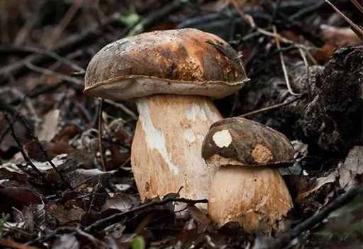 走！去云南采菌子去