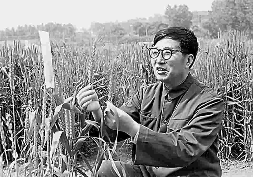 外来“媳妇”，活民无数