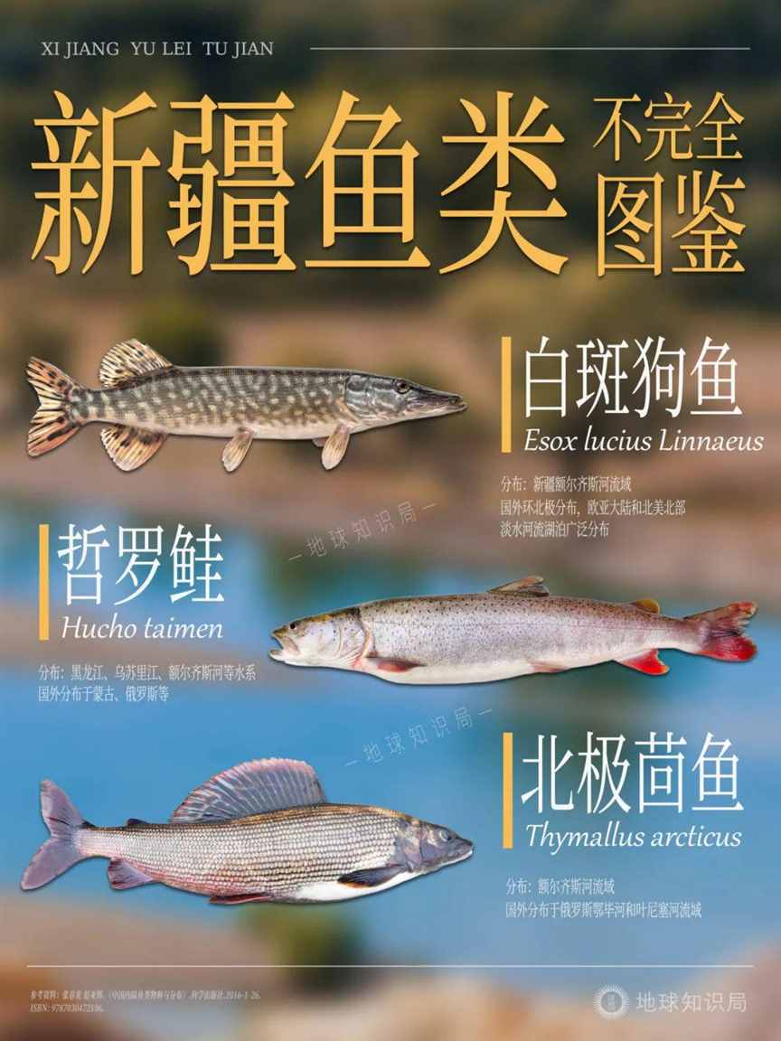 新疆，对外输出海鲜？！