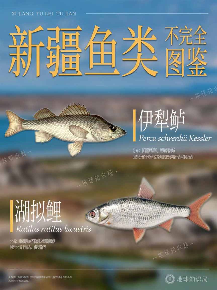 新疆，对外输出海鲜？！