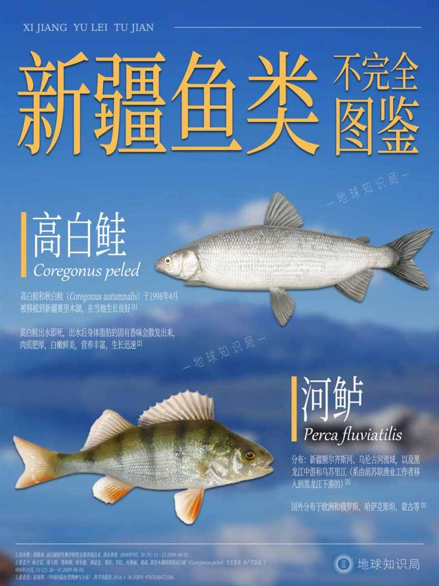 新疆，对外输出海鲜？！